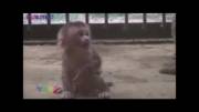 ماده میمون به بچه اش درس می دهد