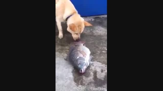 کمک سگ به ماهی ها