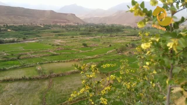 نشای برنج در الموت شرقی