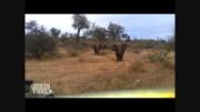 فیل چه حمله ای  میکنه به جیپ فیلم برداری