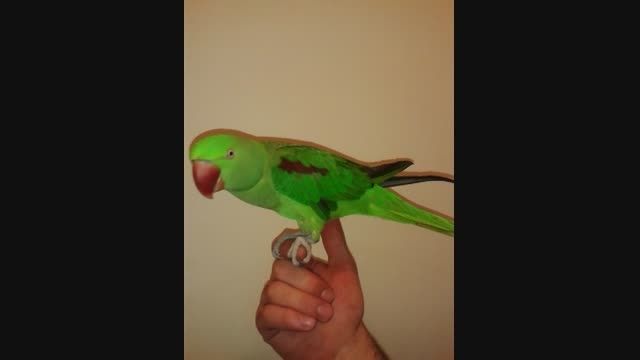 شاه طوطی خوشگل من/ My beautiful King Parrot
