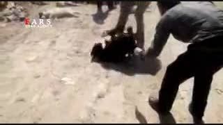 اقدام غیر انسانی در شیراز/ سگ کشی با اسید!