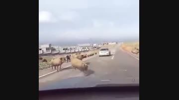 ماشین گیج پرید جلو گوسفند
