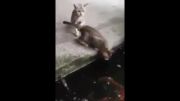 خورده شدن گربه توسط ماهی ...!