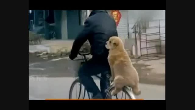 کلیپ باحال- سگ روی دوچرخه