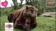 با این خرس زندگی می کند
