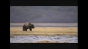 شكار خرس قهوه ای از فاصله دور (آلاسكا)
