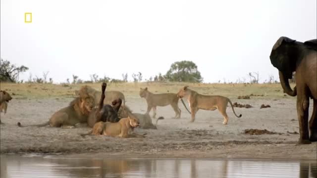 عقب نشینی شیرها در مقابل فیل ها