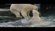 نبرد خفن دو خرس قطبی بخاطر شیلنگ !