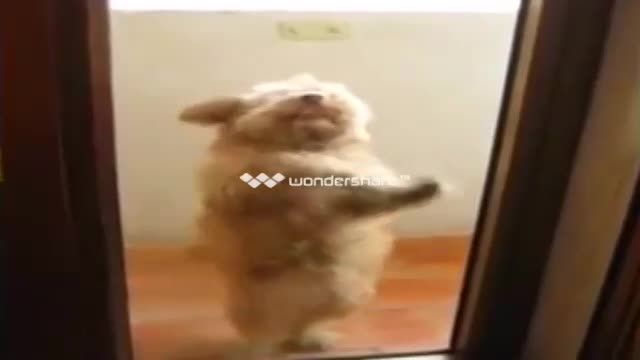 رقص زیبایی سگ