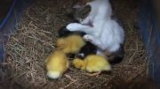 گربه ی مادر با 3 بچه اردك!