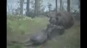 كشتن گوزن شمالی توسط خرس گریزلی