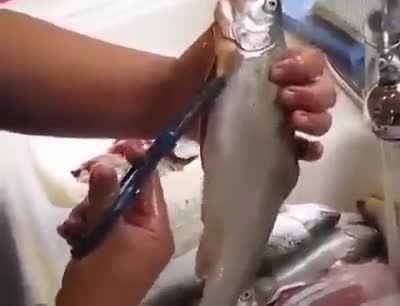 تمیز کردن ماهی