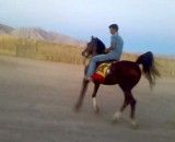 سیمرغ1 - اسب عرب - اسب زیبا
