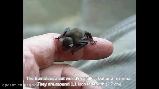 کوچکترین حیوانات جهان
