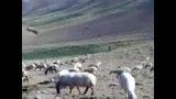 گوسفند چرانی