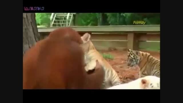 اورانگوتان مادر توله ببرها+فیلم ویدیو کلیپ حیات وحش