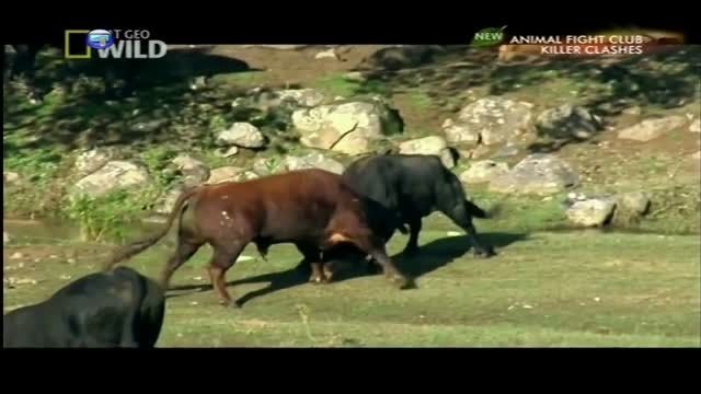 نبرد سهمگین گاوهای اسپانیول