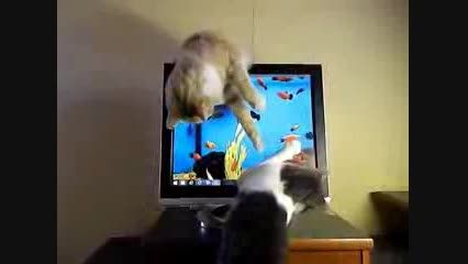JUST STOP ! - Too Cute !! Cat uses extreme measures to
