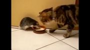 نبرد موش و گربه!!!!!!
