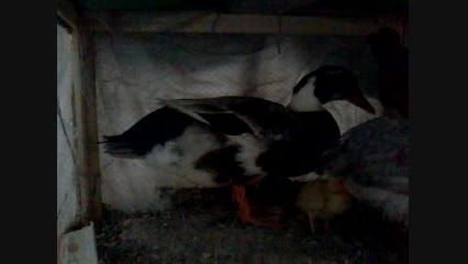 اردک ها و جوجه های من
