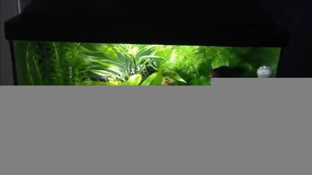 اکواریوم 20 لیتری زیبای ماهی فایتر 7