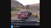 دزدیدن گوسفند