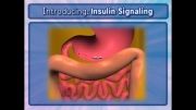 پیام رسانی انسولین-فرآیندهای سلولی5(Cellular Processes_ Insulin Signaling)