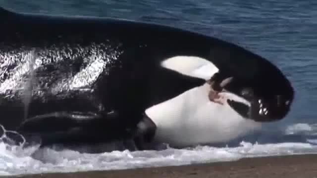 حمله نهنگ قاتل به فوک در ساحل