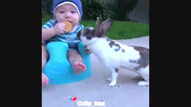 خرگوش دزد