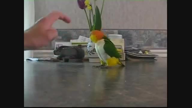 شرینکاری های طوطی کایک شکم سفید(White bellied Caique)