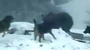 نبرد خرس قهوه ای بالغ با سگ ها