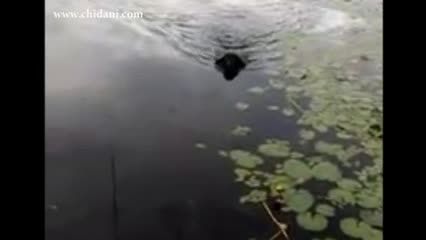 نجات پرنده توسط سگ از دریاچه