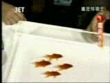 ماهی های دست آموز