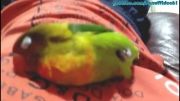 خوابیدن Lovebird