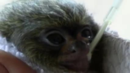 میمون کوچولو از المیراب