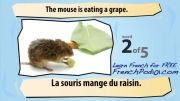 آموزش فرانسه با ویدیو 1 (حیوانات معمولی)