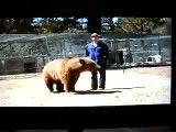 حمله خرس به انسان