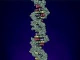 ساختار DNA - فارسی