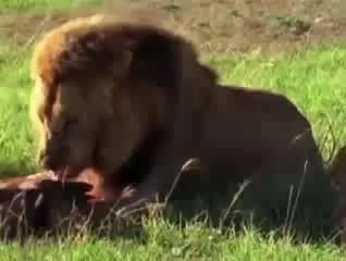 ویدیویی زیبا از سلطان حیوانات