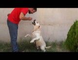 آموزش پارس کردن به سگ ها