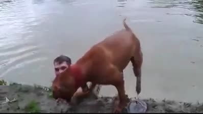 سگ غریق نجات