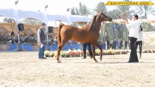 جشنواره و مسابقات زیبایی اسب های اصیل عرب (مصر)