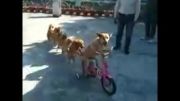 دوچرخه سواری سگ