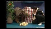 وقتی خرس هم به کیانوش تیکه میندازه!!!!!