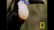 Birds of Paradise - Toucan