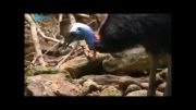 کاسووری، خطرناک ترین پرنده گینس