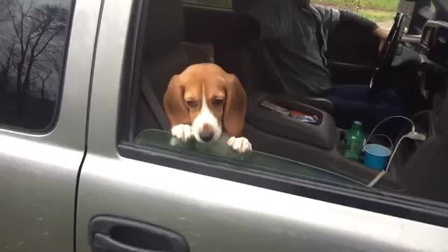 شوخی با بچه سگ خجالتی در ماشین شاسی بلند .
