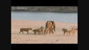 حمله چهارده شیر به فیل جوان