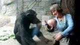 واکنش میمون به زل زدن بچه
